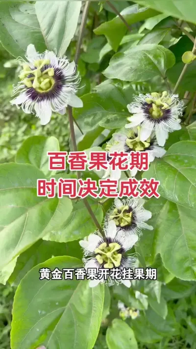 百香果花期管理#百香果种植 #百香果种植技术 #黄金百香果种植技术 #黄金百香果 #浩伟方