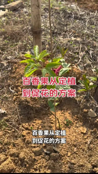 百香果从定植到促花的方案分享#种百香果 #百香果种植 #百香果种植技术 #百香果管理 #黄金百香果种植技术