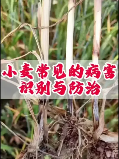 小麦常见的病害识别与防治.#小麦 #服务三农支持三农 #农业种植 #传播农业小知识 #三农