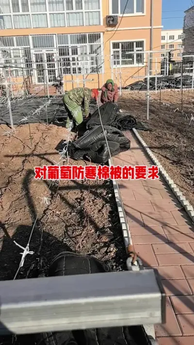 葡萄树体越冬可用防寒棉被。