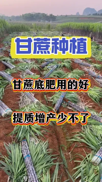 甘蔗底肥用的好，不仅苗齐苗壮，而且后期剩下一大笔施肥打药成本！#甘蔗种植#甘蔗施肥#甘蔗