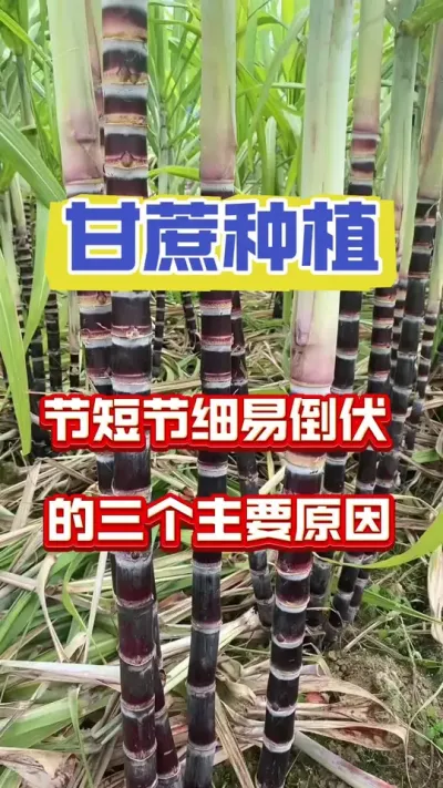 #甘蔗种植 #增产增收小配方