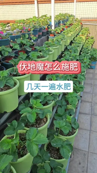 种草莓怎么施肥，草莓的养护过程，草莓的养护方法，新手种草莓#草莓苗 #草莓 #草莓种植 #盆栽草莓 #草莓施肥