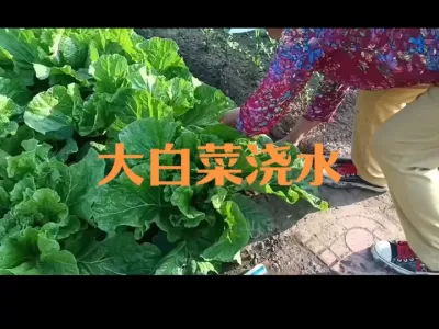 大白菜莲座期包心期如何浇水（二四年）