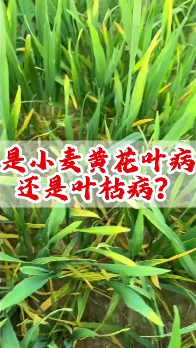 小麦叶片发黄到底是黄花叶病毒病？还是细菌性叶枯病？及时防治#小麦 #分享农业知识帮农民增产增收 #传播农业小知识 #小麦高产技术 #农业植保知识分享