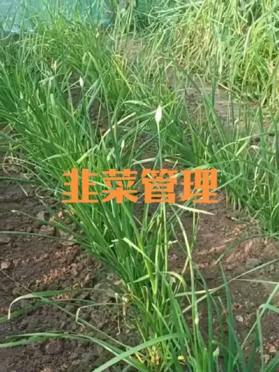 立秋后韭菜如何浇水#韭菜