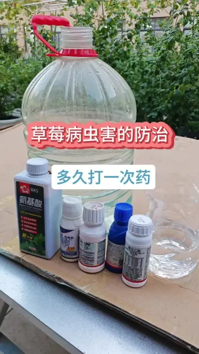 草莓病虫害的防治过程，多久给草莓打一次药，草莓的养护过程，草莓的养护方法，草莓病虫害的防治#草莓苗 #种草莓 #盆栽草莓 #草莓种植 #草莓病虫害防治