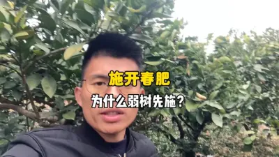 柑橘的开春肥为什么建议弱树要先施？ #柑橘种植 #三农 #农业种植 #果树管理 #春肥 