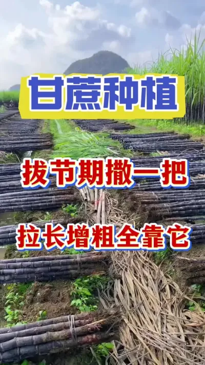 拔节冲刺期撒一把，拉长增粗全靠它#甘蔗种植#甘蔗拔节#三农 #甘蔗