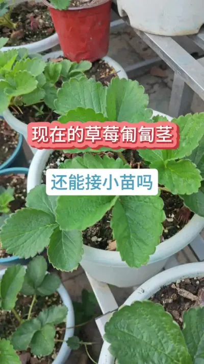 现在的匍匐茎小苗还能要吗，怎么去养护草莓苗，草莓的养护过程，新手种草莓#种草莓 #草莓苗 #盆栽草莓 #草莓养护 #草莓种植方法