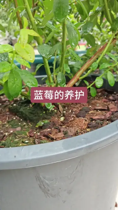 蓝莓的种植过程，新手怎么种蓝莓，蓝莓的养护方法#庭院植物 #蓝莓种植 #蓝莓养护 #蓝莓施肥 #盆栽蓝莓