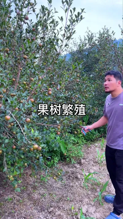 油茶果树繁殖 #花卉绿植 #种植小技巧 #养花