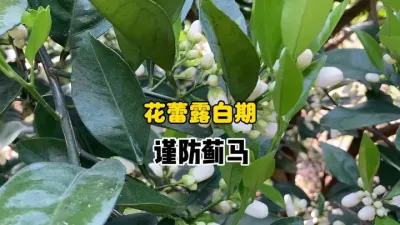 柑橘花蕾露白期，要谨防柑橘蓟马 #三农 #农业 #柑橘种植 #果树管理 #花期 