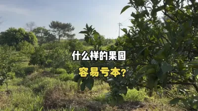 什么样的柑橘果园容易亏本？ #三农 #柑橘种植 #果园管理 #农业 