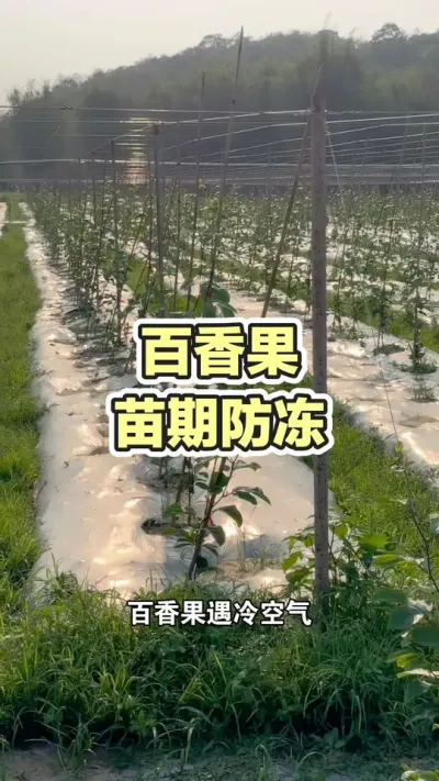 百香果苗期防冻措施#黄金百香果 #百香果种植 #黄金百香果种植 #百香果管理 #浩伟方