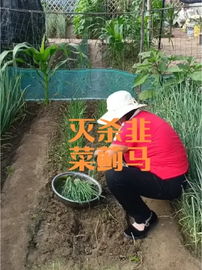 不打农药如何快速灭杀韭菜蓟马#韭菜蓟马