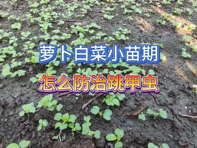 萝卜白菜小苗期出现跳甲虫和菜青虫不是治不了，可能是你方法错了 #三农 #一份耕耘一份收获 #新农人计划 #种植小技巧 #虫害防治 