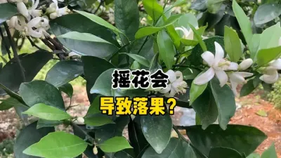 摇花会导致柑橘落花落果吗？ #三农 #农业 #柑橘种植 #果树管理 #摇花 