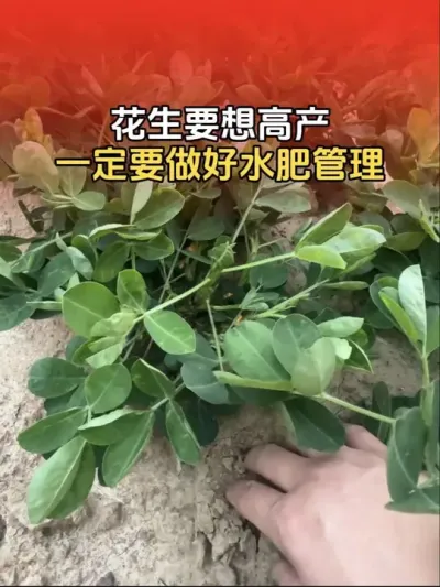 花生要想高产，一定要做好水肥管理是关键！#花生高产 #花生高产种植 #花生种植管理技术 #分享农业知识帮农民增产增收 #农业种植