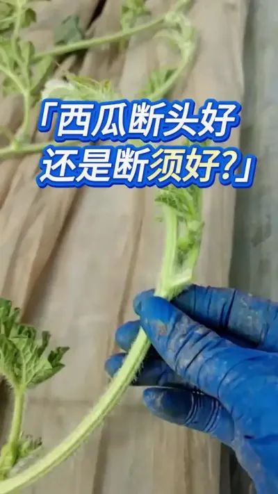 种西瓜座瓜后，断头好还是断须好？ #创作灵感 #西瓜种植 #大棚西瓜种植技术 #西瓜管理 #西瓜种植技术