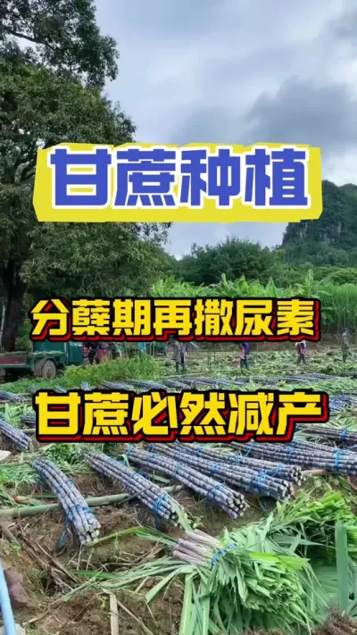 甘蔗分蘖期再撒尿素，甘蔗必然减产#甘蔗种植 #甘蔗施肥方法 #种植小技巧