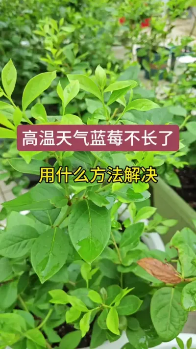 高温天气蓝莓不长了怎么办，新手怎么养护蓝莓，蓝莓的养护方法#蓝莓苗 #蓝莓种植 #蓝莓种植技术 #盆栽蓝莓 #蓝莓施肥