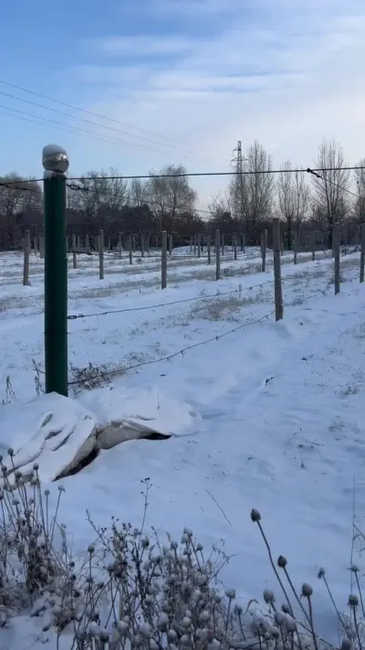 带您领略国家葡萄产业技术体系哈尔滨综合试验站核心示范园&mdash;&mdash;冰雪覆盖下的葡萄园！