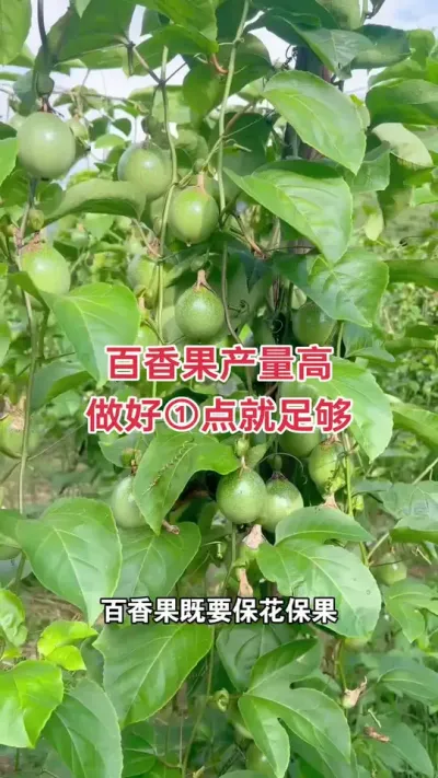 百香果产量高 做好这点就足够#百香果种植 #百香果种植技术 #黄金百香果种植技术 #黄金百香果 #浩伟方