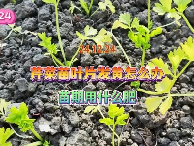 芹菜苗期叶片发黄是什么回事，用错肥可能就是趴地下长不高的原因 #抖音助农 #三农 #种植小技巧 #种菜 #一份耕耘一份收获 