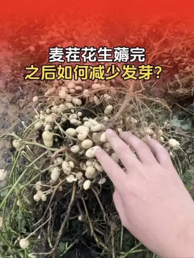 麦茬花生薅完之后，如何减少花生发芽？#花生种植 #花生种植管理技术 #花生高产 #花生高产种植 #分享农业知识帮农民增产增收