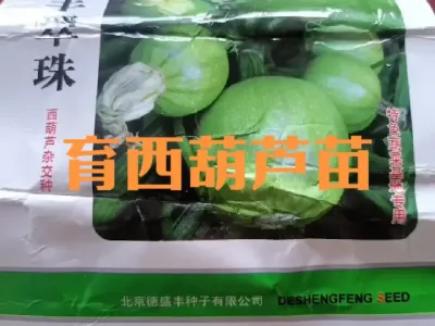 春播西葫芦现在可以室内育苗了#西葫芦