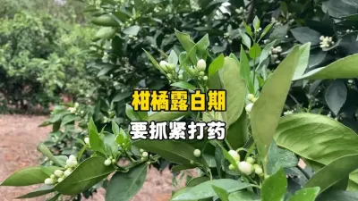 柑橘到了露白期，要抓紧时间打药 #农业 #三农 #柑橘种植 #果树管理 #花期 