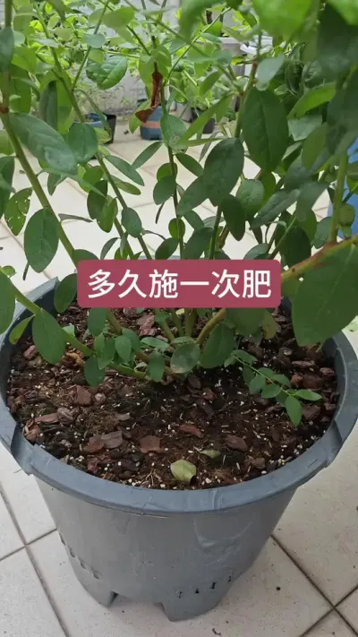 楼顶种盆栽果树，蓝莓的养护过程，楼顶的小果园#蓝莓种植 #三农种植 #果树盆栽 #蓝莓苗 #家庭种植