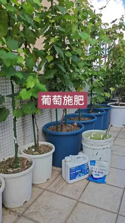 葡萄怎么施肥，盆栽葡萄的施肥方法，新手种葡萄，楼顶种葡萄#葡萄种植 #葡萄种植技术 #盆栽葡萄 #葡萄苗 #种葡萄