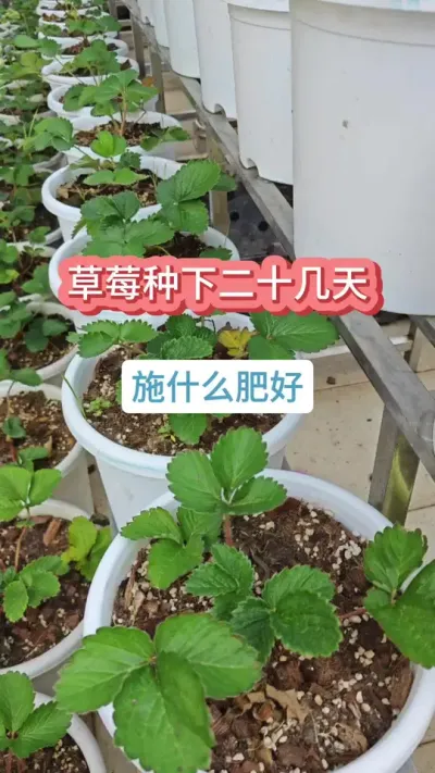 草莓苗的种植方法，种草莓怎么养护，草莓的养护过程 #草莓施肥 #种草莓 #盆栽草莓 #草莓苗 #草莓种植