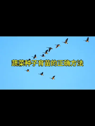 蔬菜种子育苗的正确方法步骤#育苗