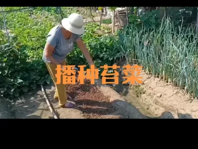播种苔菜的时间方法（二三年）