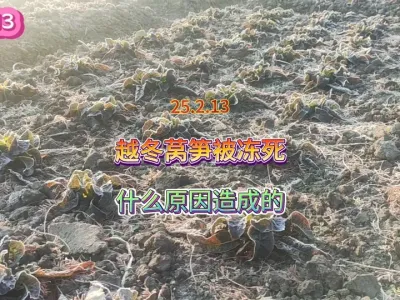 越冬莴笋苗被冻死了？总结一下是什么原因造成的 #三农 #农业种植 #田间地头走一走 #抖音助农 #一份耕耘一份收获 