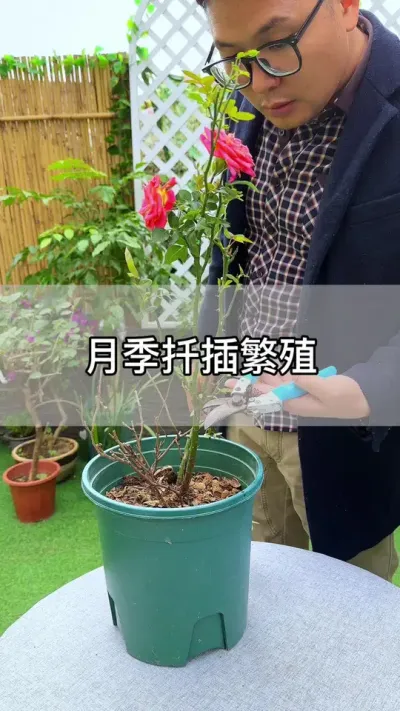 月季养残了，就给它剪掉#种植小技巧 #养护小知识 #花卉绿植
