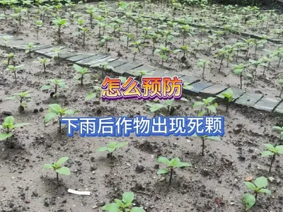下过雨后不能等作物出现状况再做挽救，一个简单的操作就能预防！ #三农 #种植小技巧 #田间地头走一走 #农业种植 #土壤板结 