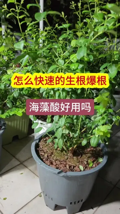 蓝莓怎么养护，种蓝莓怎么施肥，蓝莓的种植过程，怎么让植物快速的生根爆根，海藻酸有什么作用#三农种植 #蓝莓种植 #盆栽蓝莓 #蓝莓种植技术 #蓝莓苗