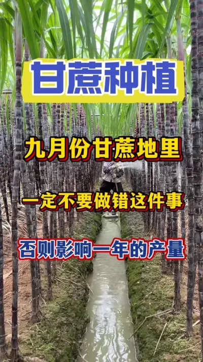 九月份的甘蔗地里一定不要做错这件事，谁做错谁后悔#农业种植 #甘蔗种植#甘蔗施肥#甘蔗