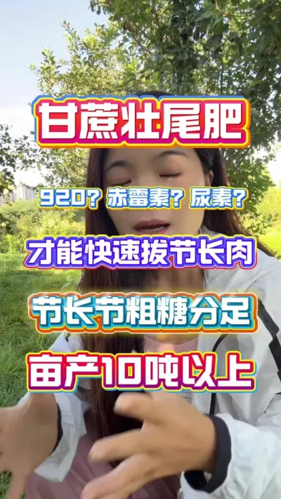 甘蔗壮尾肥到底用叶面喷施肥还是撒施肥，才能让甘蔗快速拔节长肉节长节粗完成糖分积累#甘蔗种植#甘蔗拔节