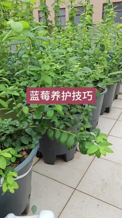 新手怎么种蓝莓，蓝莓的养护过程，蓝莓的养护方法#蓝莓种植 #蓝莓种植技术 #种蓝莓 #盆栽蓝莓 #蓝莓苗