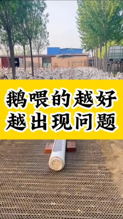 #养鹅技术分享 #科学养鹅#养鹅人