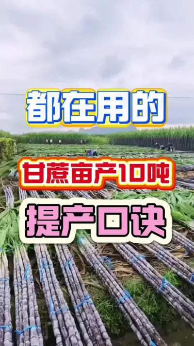 种植基地都在用的甘蔗提产口诀，5秒学会##甘蔗高产 #种植技巧 #农业知识 #丰收在望