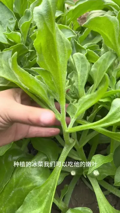 采摘冰菜 今晚不直播，明晚7点半准时直播，希望大家种植的蔬菜都能收获满满#关注我一起学种菜 #记录我的种植生活 #在家种菜 #新农人计划 #阳台小院均可种植