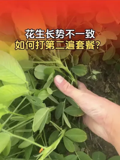 花生长势不一致，如何正确打第二遍花生控旺套餐？#花生高产 #花生高产种植 #花生种植 #花生种植管理技术 #分享农业知识帮农民增产增收