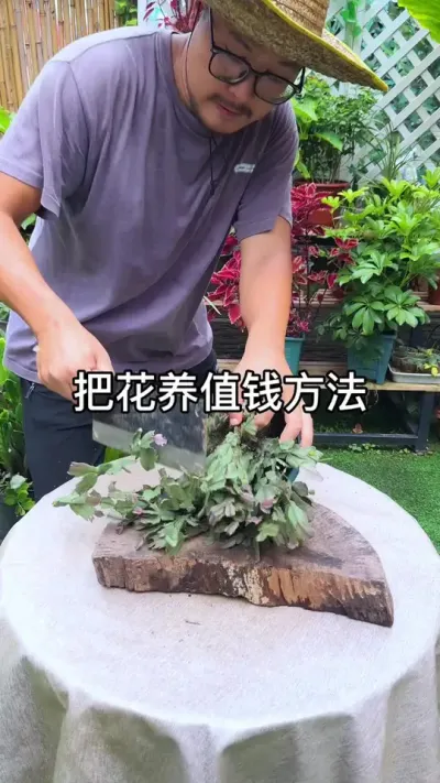 把花养值钱方法 #花卉绿植 #种植小技巧 #养花