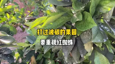 开园打了波碳的果园，要更加重视红蜘蛛的防治 #柑橘种植 #红蜘蛛防治 #三农 #农业种植 